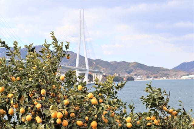 成城石井　95周年　四季プロジェクト　瀬戸内レモン　防カビ　ワックス