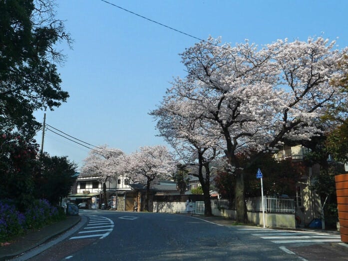 バス停から三溪園正面入口まで約500メートルほどの本牧桜道にも桜並木が（2018年3月28日撮影）