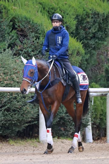 シンザン記念13着のクールデイトナはチャーチルダウンズCからNHKマイルCを予定