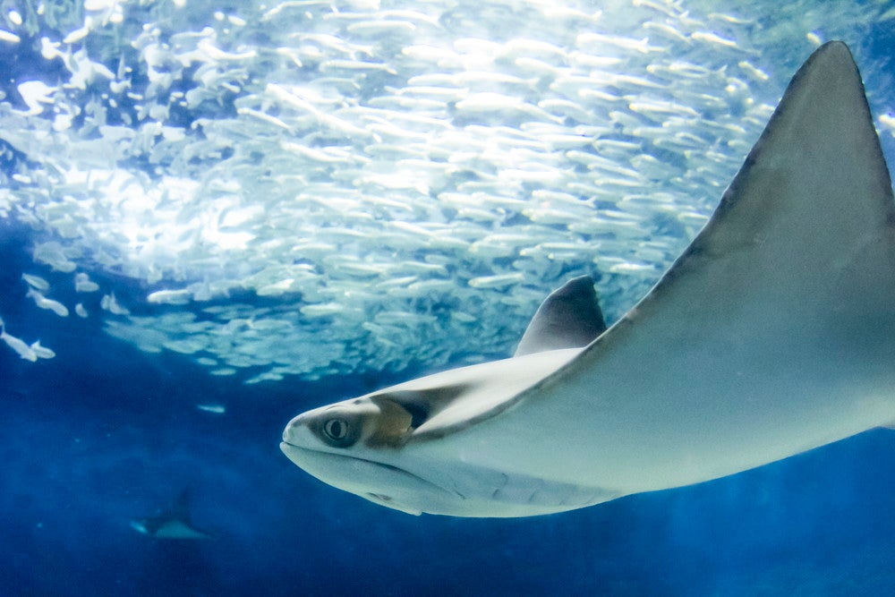 東京都葛西臨海水族園（提供画像）