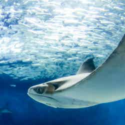 東京都葛西臨海水族園(提供画像)
