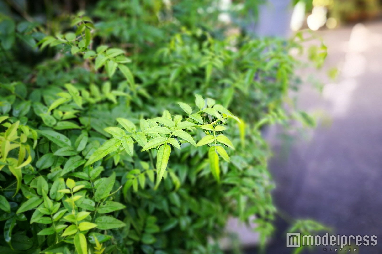 初心者でも簡単にキレイな写真が撮れちゃうって本当？（C）モデルプレス