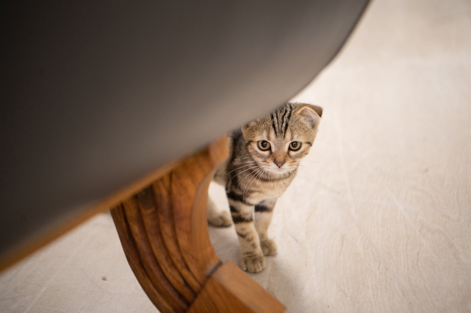  （C）テレビ大阪