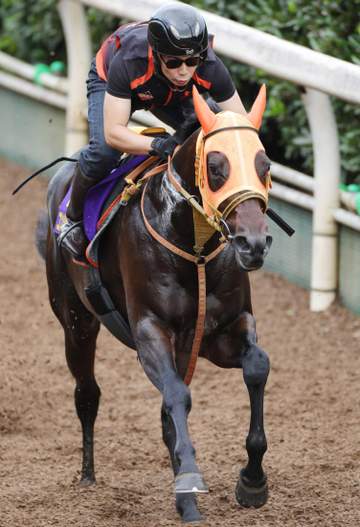 【菊花賞】コンジェスタス逆襲リハ 厩舎恒例の栗東坂路2本追いでパワフルな脚さばき 高野師「前走とは違う出来」
