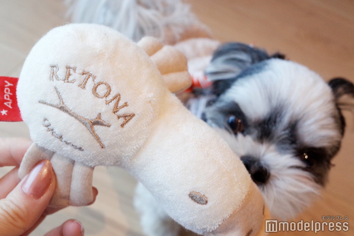 開業記念で特別にいただけたおもちゃ／RETONA HAKONE（C）モデルプレス