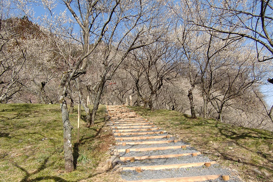 高尾梅郷の梅