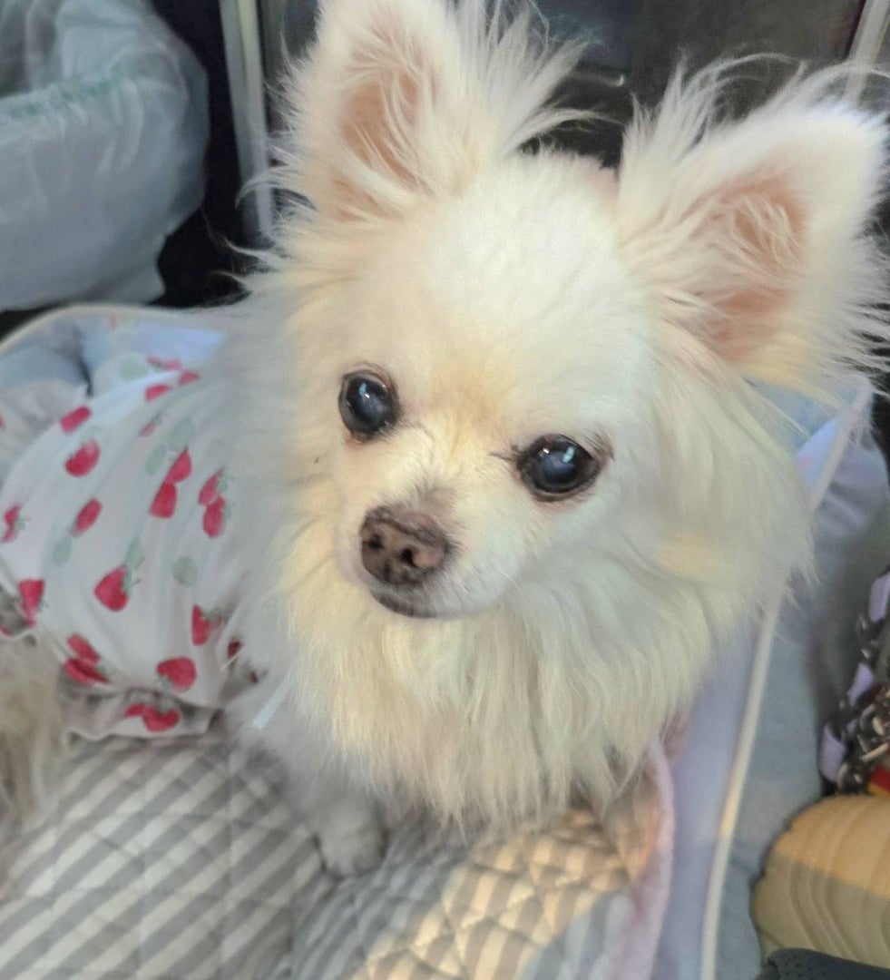 高橋英樹オフィシャルブログより