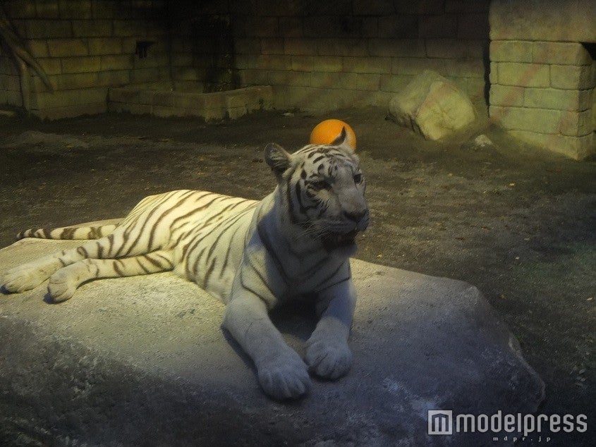 アニマル STAGE（動物園）／画像提供：東武動物公園