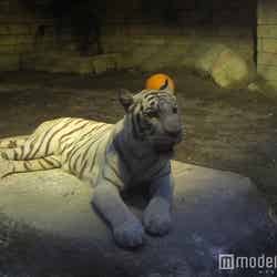 アニマル STAGE(動物園)/画像提供:東武動物公園