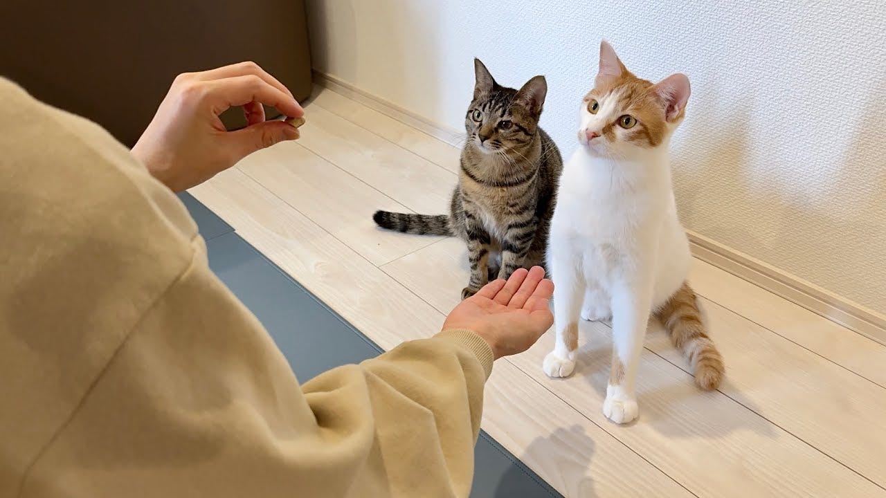 【もちまる日記】猫たちにお手を教えると・・・特訓する様子が可愛すぎる！