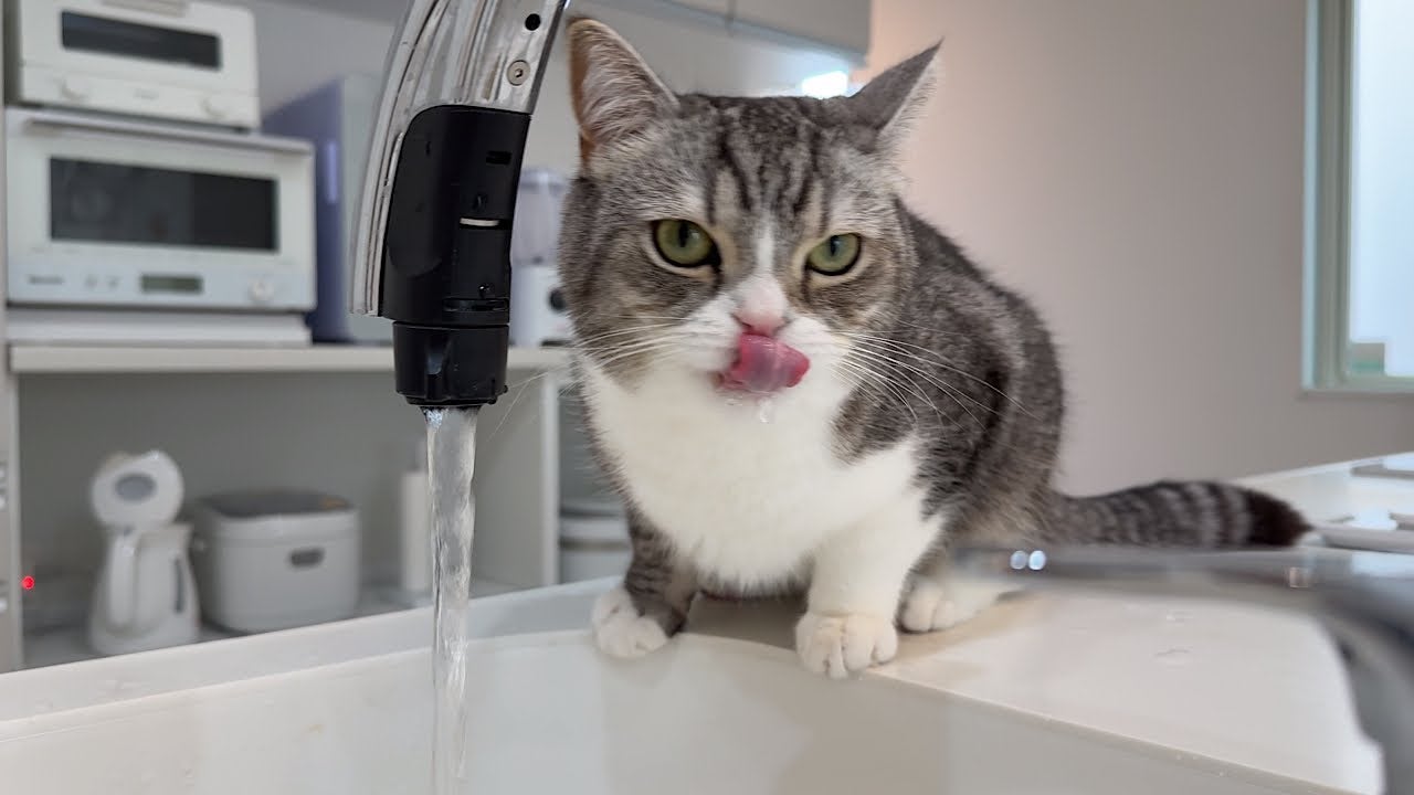 水道水から直接…？水を飲むのがへたくそな猫が可愛すぎる！