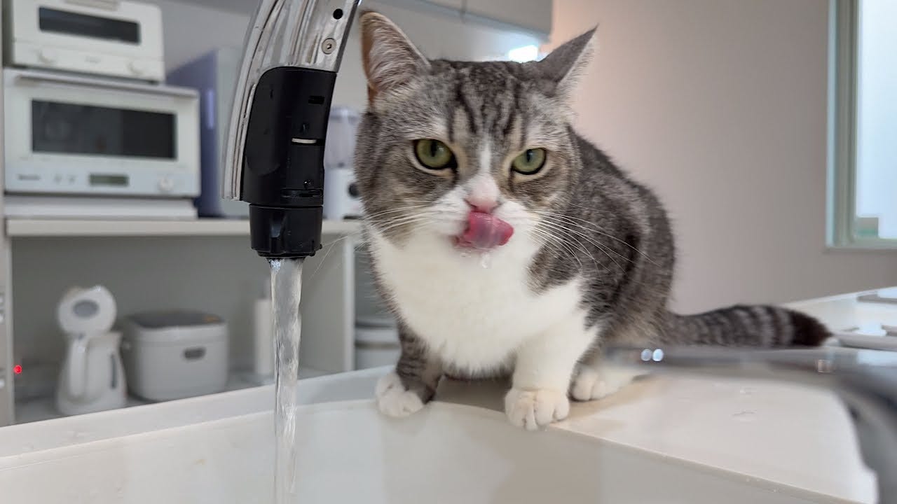 水道水から直接…？水を飲むのがへたくそな猫が可愛すぎる！