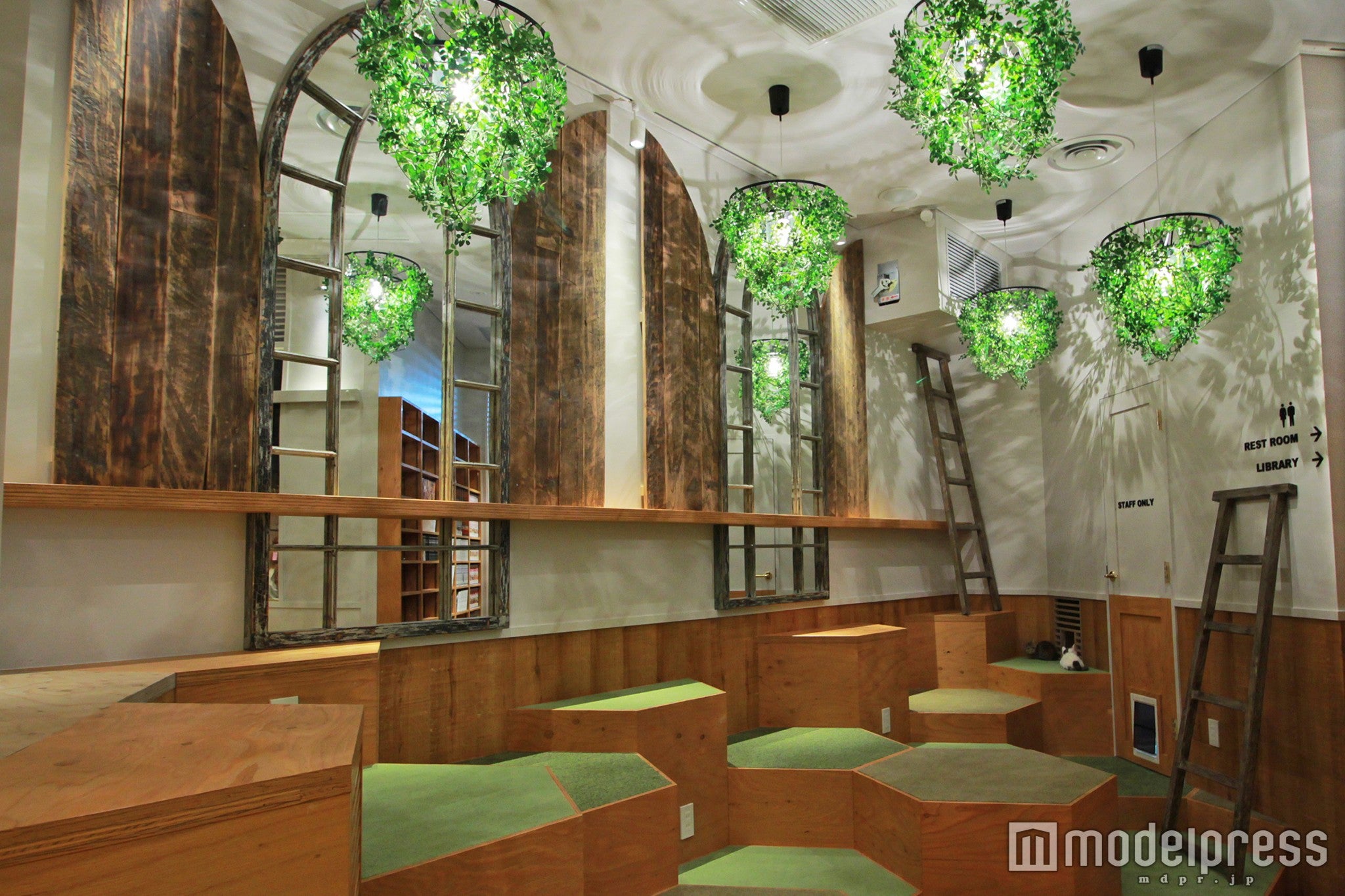 猫カフェMoCHA原宿店店内／画像提供：モカ