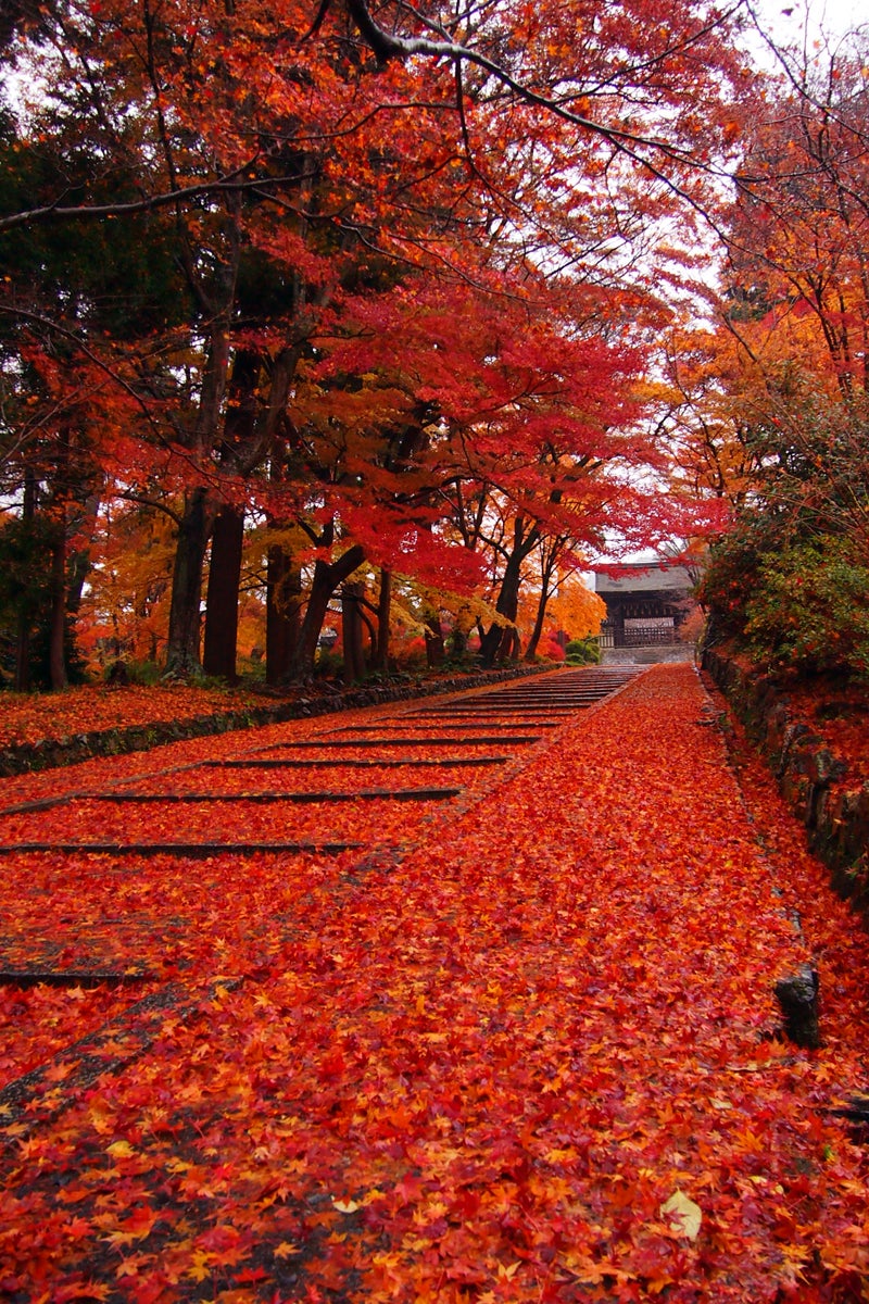 京都の紅葉を電車で巡る 御朱印ガール必見の秋旅観光プラン 女子旅プレス