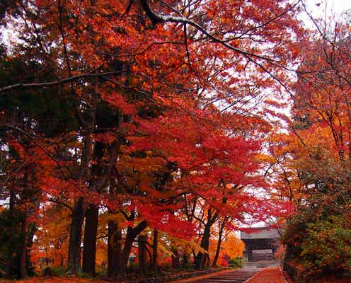 京都の紅葉を電車で巡る!御朱印ガール必見の秋旅観光プラン