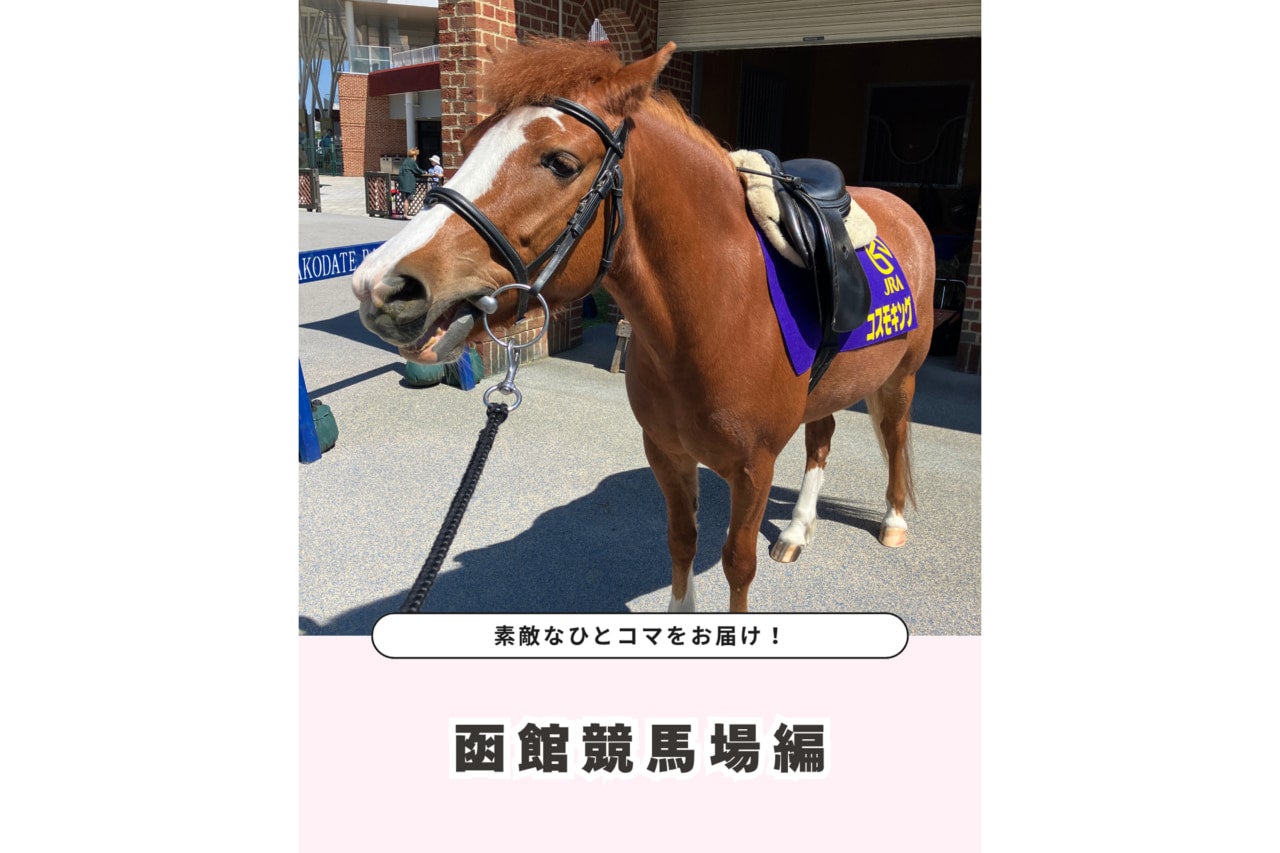 現在開催中の「函館競馬」。競馬を支える誘導馬・ポニーの様子に癒される～！