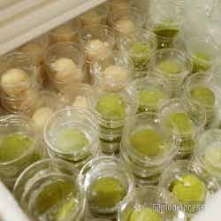 ふふ 熱海(C)モデルプレス