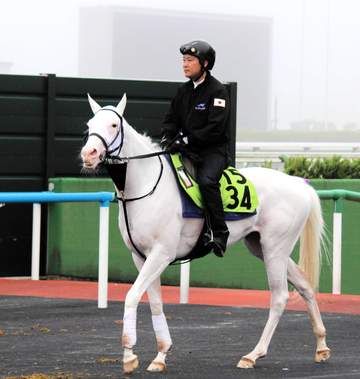 【新馬戦】スノーウィスパーが初陣 ソダシ＆ママコチャの半妹 牝馬が強い血統、偉大な姉に続く