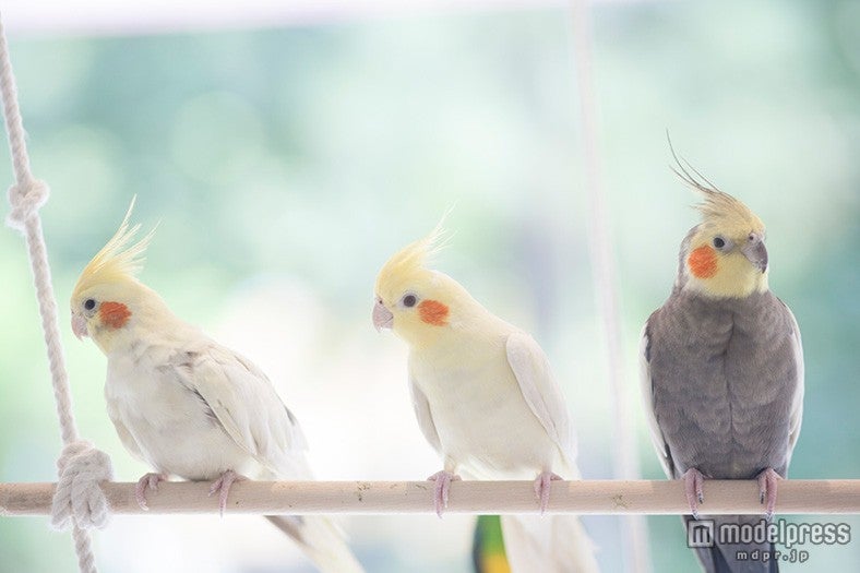 ふわふわの可愛らしさに癒やされる「ことりカフェ」関西に初出店