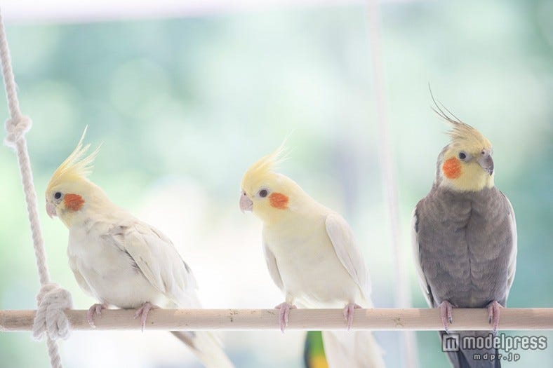 ふわふわの可愛らしさに癒やされる「ことりカフェ」関西に初出店