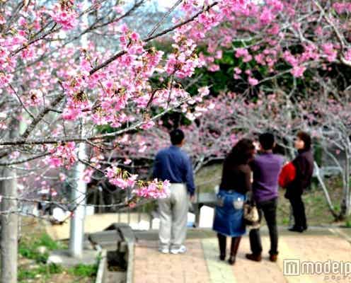 沖縄の桜の名所が一足早く満開に!夜は限定ライトアップ