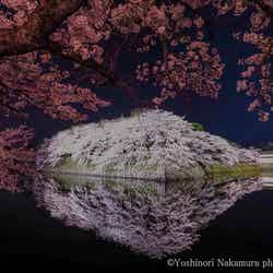 国宝・彦根城一帯の夜桜／写真提供：なかむら義宣
