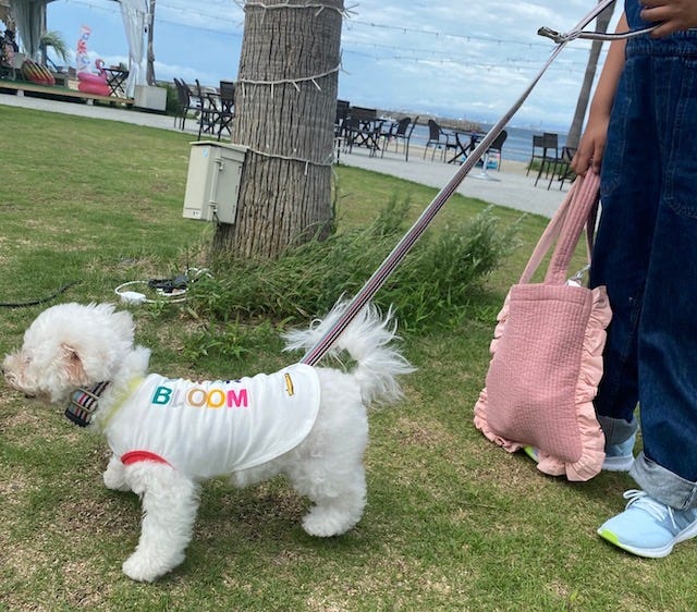 おしゃれな空間を愛犬と楽しめる♡