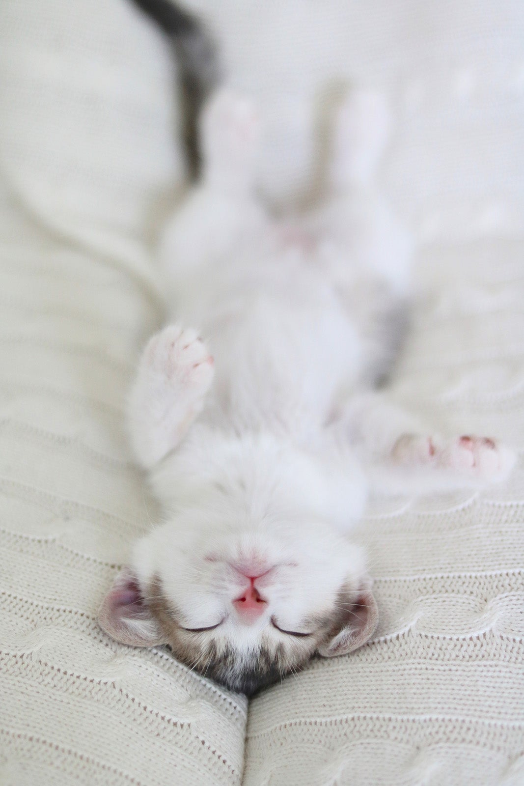 「ねこがかわいいだけ展」／画像提供：株式会社アカツキライブエンターテインメント