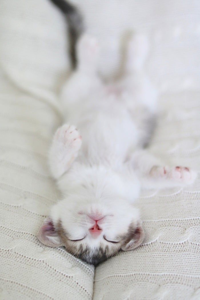 「ねこがかわいいだけ展」／画像提供：株式会社アカツキライブエンターテインメント