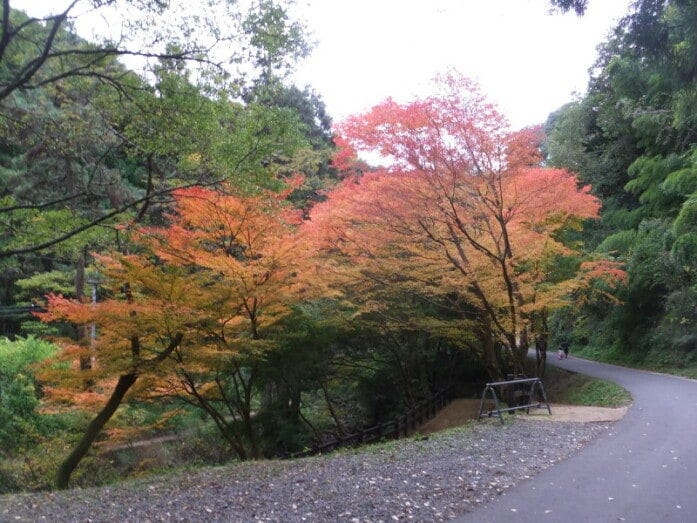 銀山川沿いの道を進み、龍源寺間歩へ。秋には紅葉を望むこともできます（2012年11月撮影）