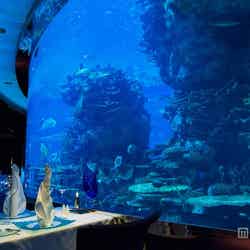 マーメイド気分になれるアクアリウムレストラン3選