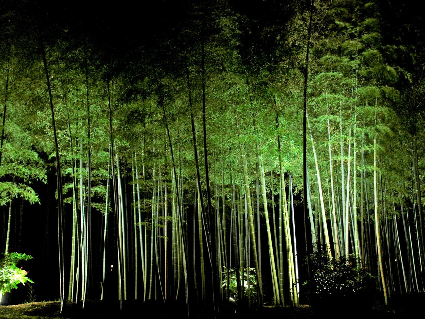 万博記念公園 紅葉まつり／提供画像