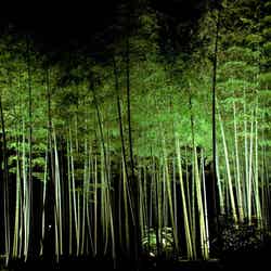 万博記念公園 紅葉まつり/提供画像