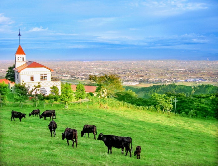 山頂付近には牛が放牧されていてのどかな風景／提供画像