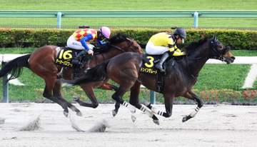 【オアシスS】ドンインザムード 重賞馬の底力示した 荻野極「馬が充実していますね」