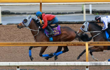 【大阪杯】メイショウタバル 折り合い大丈夫！太宰「さすがG1馬」 石橋師も納得「体や馬の造りも問題なくきている」