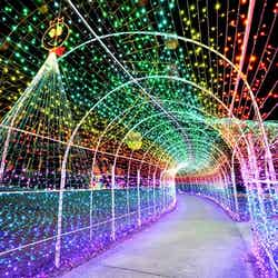 東京ドイツ村ウィンターイルミネーション/画像提供:ぴあ