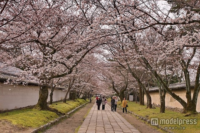 見て歩いて楽しめる、京都の桜の散歩道5選
