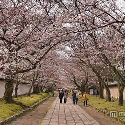 「醍醐寺」/photo by Kyoto-Picture【モデルプレス】
