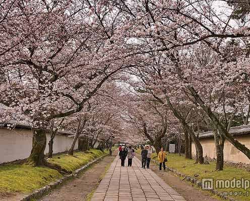 見て歩いて楽しめる、京都の桜の散歩道5選
