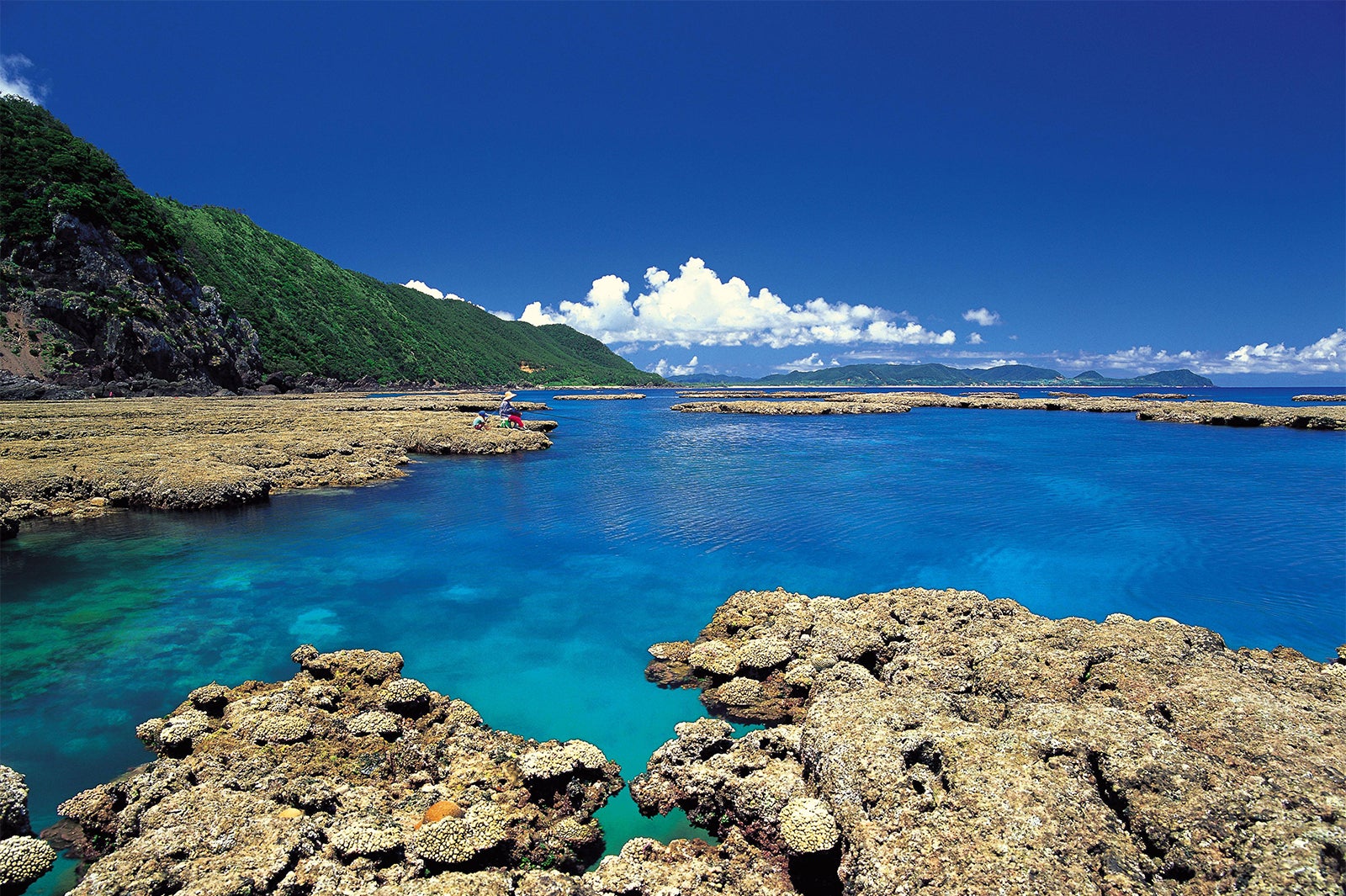 アオンのリーフ／写真協力：公益社団法人 鹿児島県観光連盟