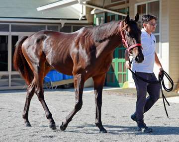 【新馬戦】エフフォーリア産駒の期待馬エフティヒア 藤野師が好評価「悪いところがない」