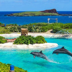ハワイでかわいいイルカと触れ合える!「シーライフパーク」の感動ツアー