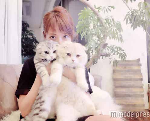 【美女とペット】くみっきーの“王子様級”美猫 スコティッシュフォールド「ロワ&アム」