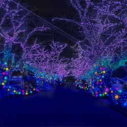 タンザナイト・プロムナードエリア/画像提供:よみうりランド