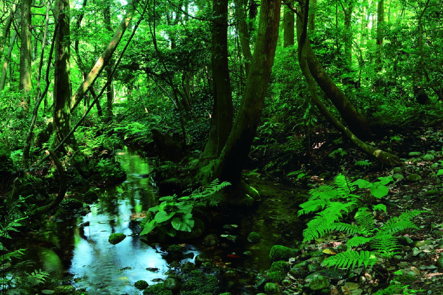 扇状地の末端に位置するこの地には、豊富な湧水が湧き出ています／提供画像