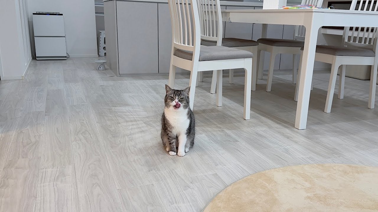 ごはんを食べて褒めて欲しいとアピールする猫が可愛すぎる！
