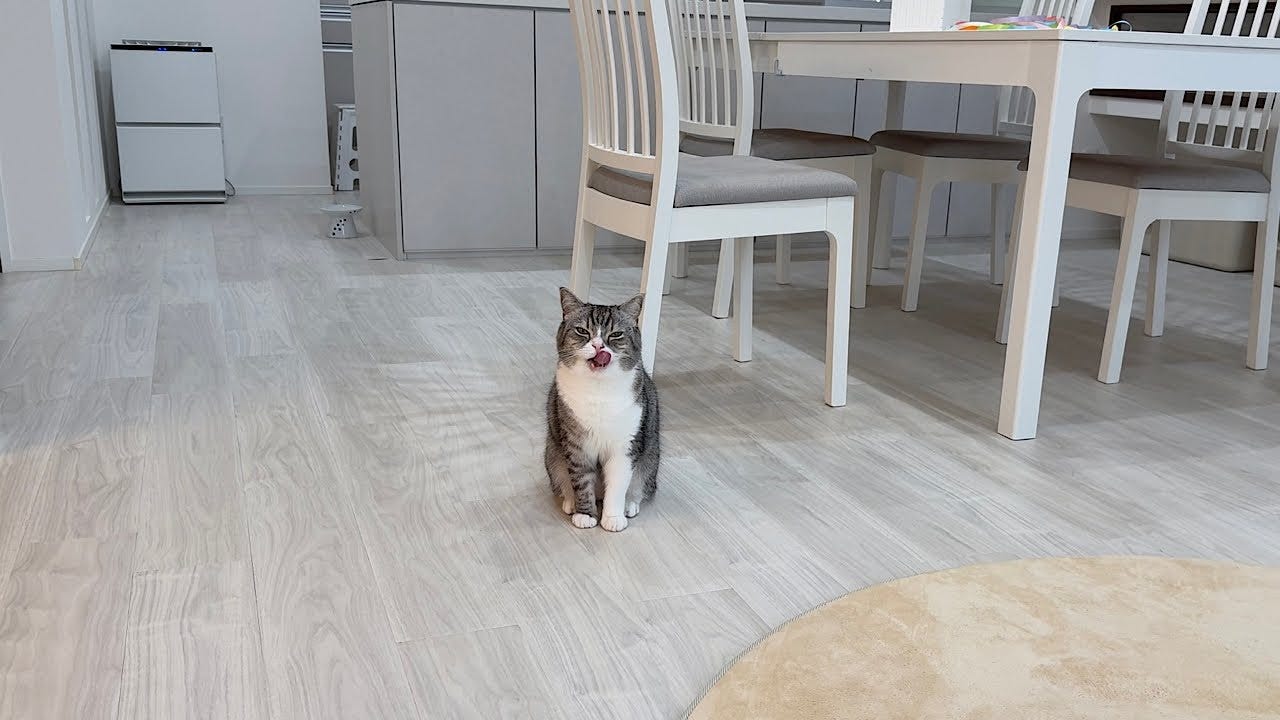 ごはんを食べて褒めて欲しいとアピールする猫が可愛すぎる！
