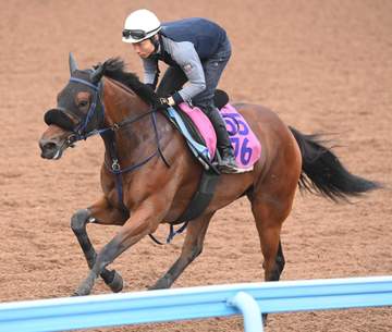 【紫苑S】マスターソアラ 半年ぶり実戦へ好感触 初コンタクトの大野「雰囲気いい」 蛯名正師は気性面の成長実感