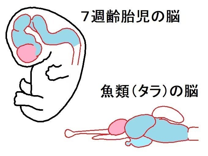 人間の7週齢胎児の脳は、魚類の脳に似ている。ピンク色が大脳、水色が脳幹に相当。(筆者が作成したオリジナル図)